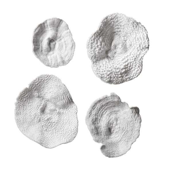 Sea Coral, S/4 - Image 2