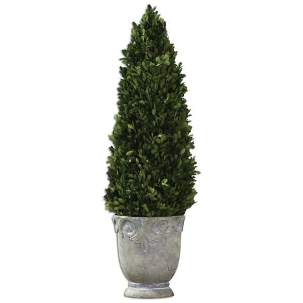 Boxwood, Cone Topiary - Image 2