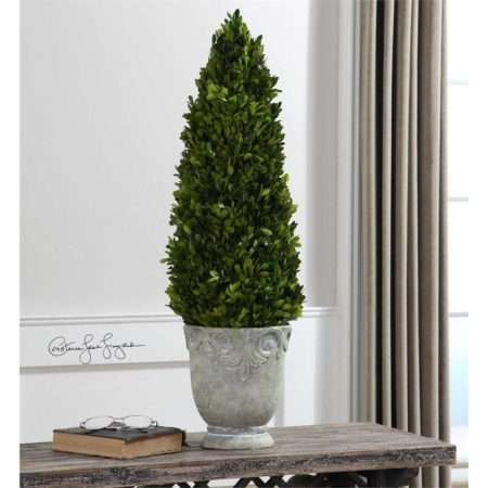 Boxwood, Cone Topiary