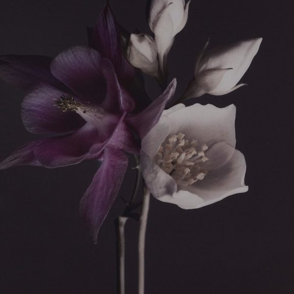 Night Floral Glass Frame Floral Photography - Image 3