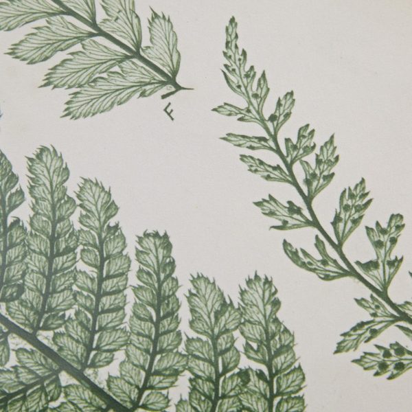 Lady Fern Collection Single Mat Framed Graphic 3 Piece Set - Image 4
