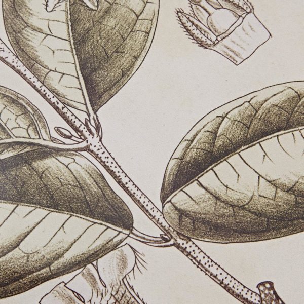Tinted Botanical Single Linen Mat 2 Piece Set - Image 3