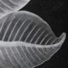 33671 FOLIAGE (10171) - Image 5