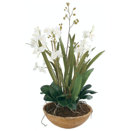 60039 PLANTER MOTH ORCHID PLANTER (11416)