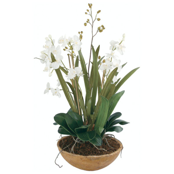 60039 PLANTER MOTH ORCHID PLANTER (11416)