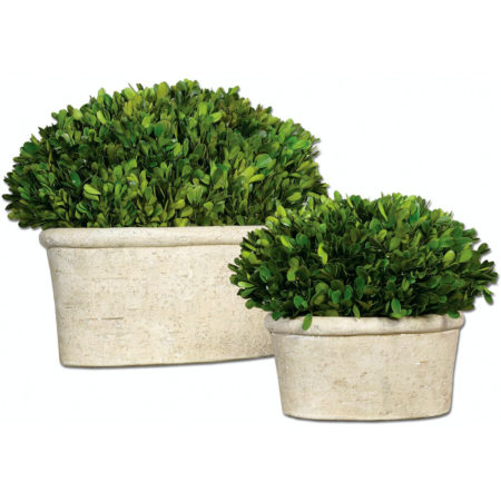 60107 BOXWOOD SM BOXWOOD PRESERVE OVAL SMALL (1437)