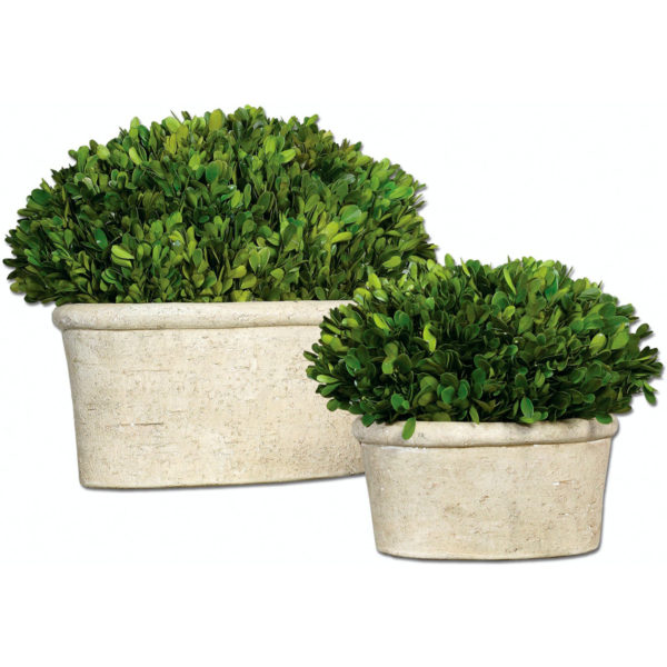 60107 BOXWOOD LG BOXWOOD PRESERVE OVAL LG (1438)