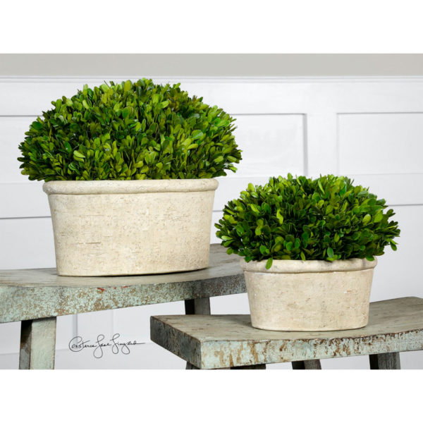 60107 BOXWOOD LG BOXWOOD PRESERVE OVAL LG (1438) - Image 2